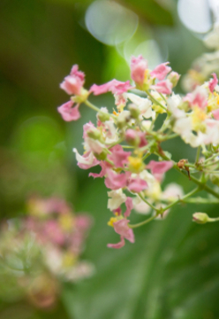 Psychedelics Regulation in the UK and EU